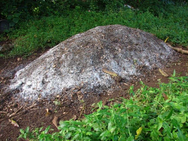 bigislandIMO