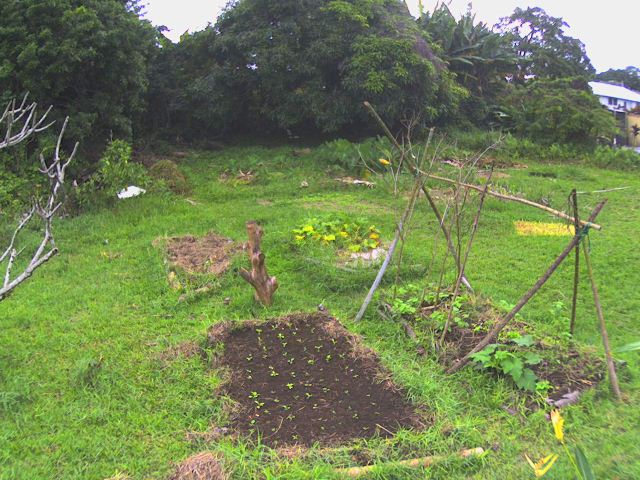 Garden-2010-1231-1609