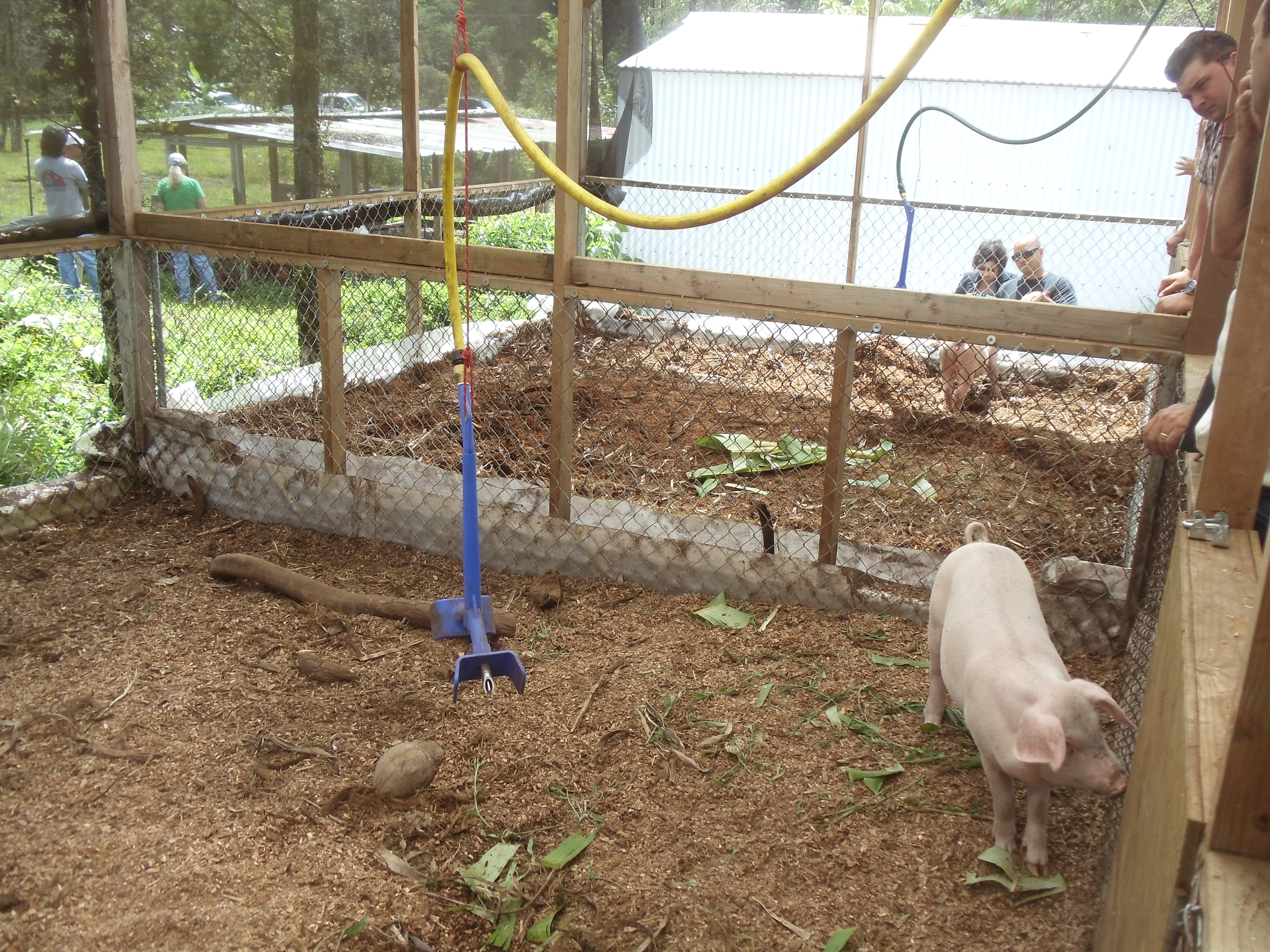 Odorless Pig Technology Natural Farming Hawaii